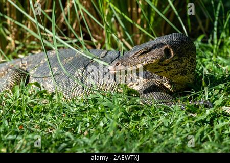 Grosse tête lézard dragon Thaï close up Banque D'Images