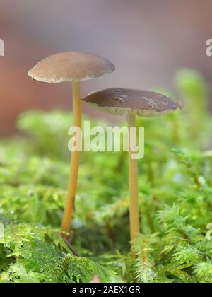 Strobilurus esculentus, connu comme sprucecone pac, champignons comestibles provenant de la Finlande Banque D'Images