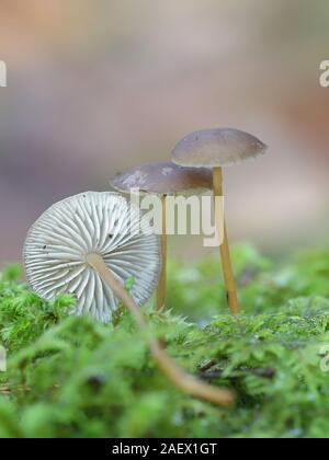 Strobilurus esculentus, connu comme sprucecone pac, champignon comestible de la Finlande Banque D'Images