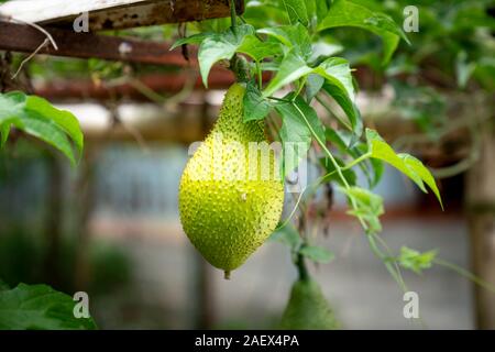 Le livre vert sur le bambou fruits Gac poutrelle. Les fruits qui sont nutritifs et à base de plantes Banque D'Images