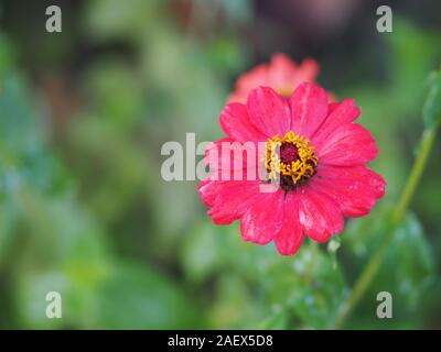 Gerbera rouge , fleur daisy Barberton sur des copeaux de la nature de l'espace pour écrire la copie d'arrière-plan Banque D'Images