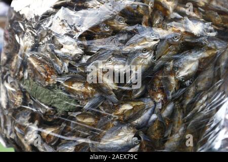 Photo d'un tas de poisson séché Ayungin ou argent appelé Perchaude Banque D'Images