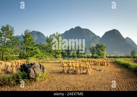 Domaine avec l'ensemble de la paille sous le soleil de la saison des récoltes. La période des récoltes. Banque D'Images