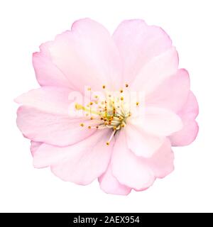 Close-up d'une délicate fleur de cerisier rose vif sur fond blanc Banque D'Images