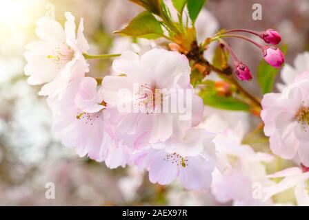 Gros plan des fleurs de rêve d'un cerisier japonais dans un jardin, avec la lumière du soleil chaude Banque D'Images