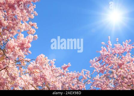 Blossoming cherry trees encadrant le beau ciel bleu avec le soleil Banque D'Images