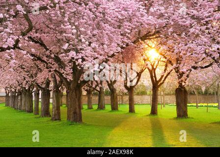 Arbre richement blossoming cherry garden sur une pelouse avec le soleil qui brille à travers les branches Banque D'Images