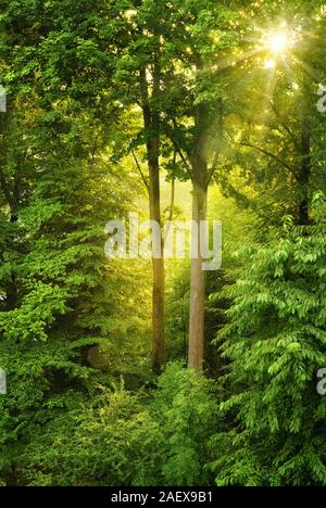 Soleil du soir qui brille à travers les arbres et éclairant chaleureusement le centre du châssis Banque D'Images