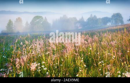 Matin d'été ensoleillé dans le village de montagne brumeuse. L'herbe fraîche sur une prairie éclatante première du soleil au lever du soleil. Emplacement Kvasy, Transcarpathie, Ukraine Banque D'Images