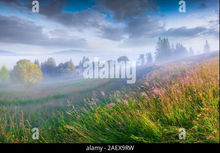 Matin d'été ensoleillé dans le village de montagne brumeuse. L'herbe fraîche sur une prairie éclatante première du soleil au lever du soleil. Emplacement Kvasy, Transcarpathie, Ukraine Banque D'Images