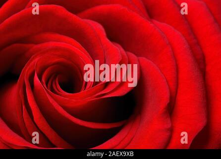 Studio libre d'une belle rose rouge, le symbole de la beauté et de l'amour Banque D'Images