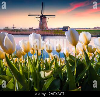 Les célèbres moulins à vent hollandais. Voir par tulipes blanches sur les canaux des Pays-Bas. Coucher du soleil en Hollande. Collage créatif. Banque D'Images