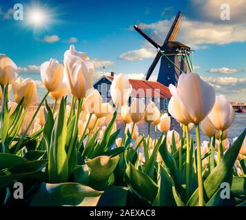 Les célèbres moulins à vent hollandais. Voir par tulipes blanches sur les canaux des Pays-Bas. Collage créatif. Banque D'Images