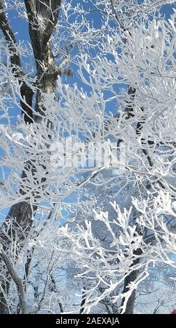 Décor de frozen rime sur les arbres à l'endroit pittoresque dans Sifangdingzi Ville Tonghua, nord-est de la Chine, la province de Jilin sur Décembre 7th, 2019. Banque D'Images