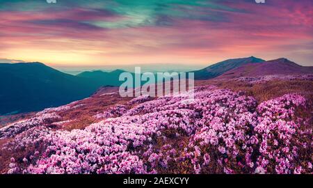 Soir d'été, scène dans les Carpates. Tapis de Fleurs de rhododendron bloomig la montagne couverte de collines sous un rouge profond sly. Filtre tonned rose. Banque D'Images