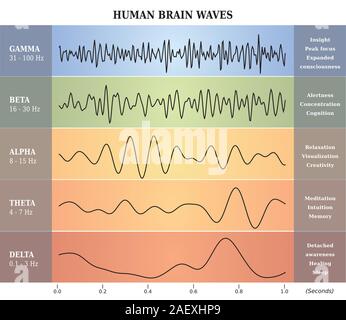 Les ondes du cerveau humain en cinq couleurs Diagramme avec explications - English Language Illustration de Vecteur