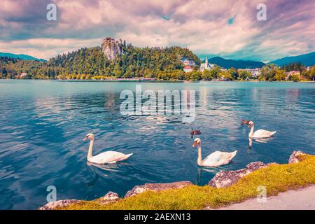 Cygnes blancs en été journée ensoleillée sur le lac de Bled, Bledsky lake. Des Alpes juliennes. La Slovénie. Instagram tonifiant. Banque D'Images