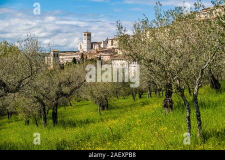 Basilique de Saint François d'assise et les maisons de la cité médiévale, vu à travers une oliveraie Banque D'Images