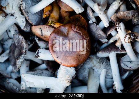 Libre de certains champignons comestibles, tels que les chevaliers chevaliers gris, jaune safran et les bouchons de lait, dans un panier en osier Banque D'Images