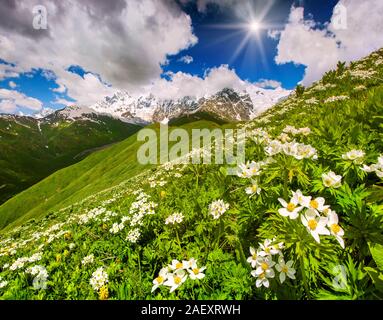 La montagne verte collines couvertes de tapis de fleurs en été journée ensoleillée. Haut Svaneti, Georgia. Banque D'Images