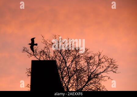 Selective focus photo. L'oiseau mouette sillhouette façade du bâtiment ci-dessus et, au cours de l'arbre beau lever de soleil. Rose, orange ciel idyllique. Banque D'Images