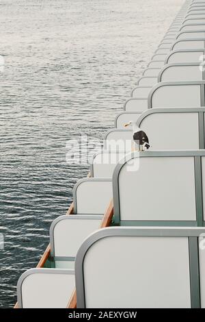 Un goéland marin perché sur le balcon partition d'un navire de croisière. Banque D'Images