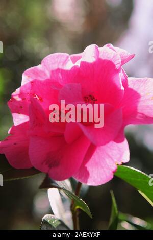 Close-up de Trelissick Gardens Camellia, Bloom, Feock, Cornwall Banque D'Images