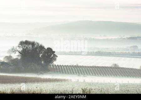 Le givre et brouillard sur les champs et les vignes avec vue sur la vallée au sud de Rother Downs, décembre, Tillington, Petworth, Sussex, UK Banque D'Images