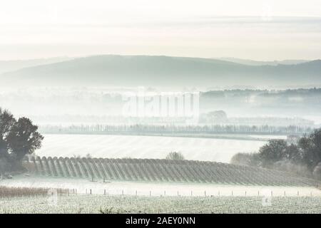 Le givre et brouillard sur les champs et les vignes avec vue sur la vallée au sud de Rother Downs, décembre, Tillington, Petworth, Sussex, UK Banque D'Images