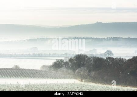 Le givre et brouillard sur les champs et les vignes avec vue sur la vallée au sud de Rother Downs, décembre, Tillington, Petworth, Sussex, UK Banque D'Images