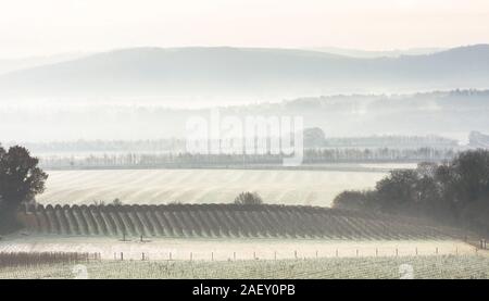 Le givre et brouillard sur les champs et les vignes avec vue sur la vallée au sud de Rother Downs, décembre, Tillington, Petworth, Sussex, UK Banque D'Images