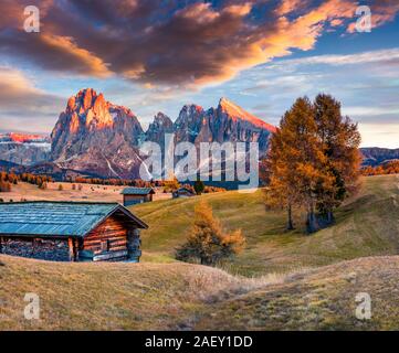 Coucher de soleil incroyable dans la région de Alpe di Siusi avec de beaux arbres et de mélèzes jaune (Sassolungo Langkofel) montagne sur arrière-plan. Banque D'Images
