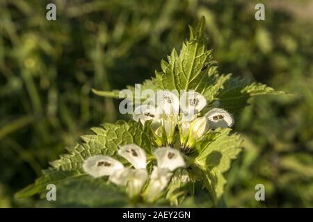 - Lamier blanc Lamium album. Fleurs à l'intérieur, montrant les étamines Banque D'Images