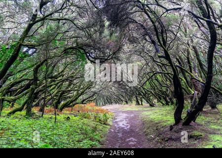 Dans le Parc National de Garajonay sur l'île des Canaries La Gomera Banque D'Images