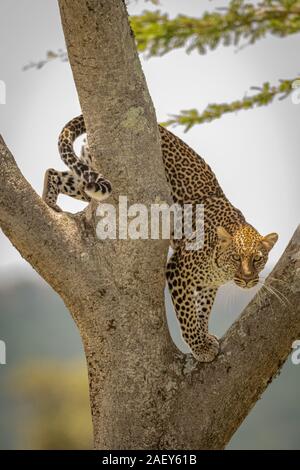 Leopard descend jusqu'à la fourchette du tronc Banque D'Images