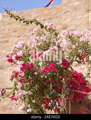 Fleurs dépassant du mur de fort Jaisalmer Banque D'Images