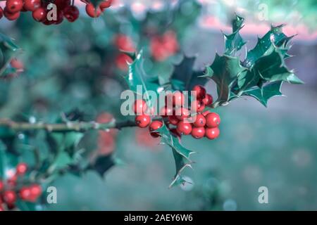 Les baies lumineuses et aux branches avec des feuilles vertes de l'Ilex aquifolium, décor traditionnel houx de Noël Banque D'Images