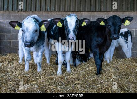 L'élevage sur une exploitation agricole familiale, illustrant l'agriculture d'aujourd'hui. Banque D'Images