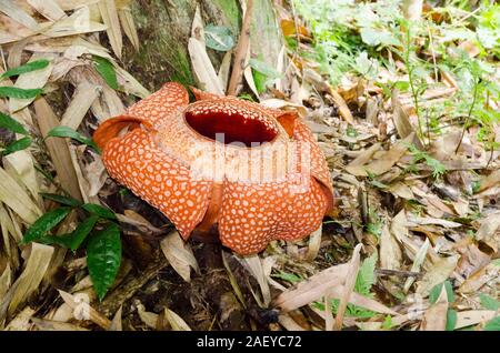 Rafflesia fleur géante dans la forêt pluviale de Bornéo (Malaisie) Banque D'Images