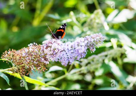 Un amiral rouge papillon Vanessa atalanta ou d'alimentation avec les ailes ouvertes de nectar sur les fleurs d'un mauve bus buddleia Banque D'Images