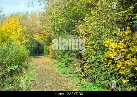 Grotte du nord des terres humides dans l'automne Banque D'Images