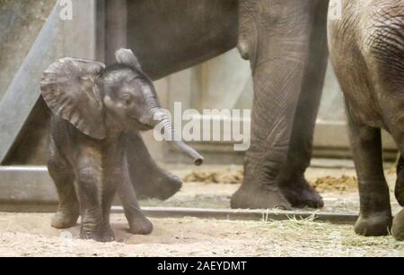 Halle, Allemagne. Dec 11, 2019. Né en septembre, la fille de l'éléphant au zoo Halle passe par l'enceinte de l'éléphant après avoir été baptisé Elani. En fait, un très habillés en costume de l'éléphant devait recevoir le nom de baptême Elani, symboliquement comme le zoo avait annoncé précédemment. La raison en était que le bébé était encore très attaché à sa mère et ne devrait pas être baptisé à l'extérieur à cause de la météo. Mais le zoo a décidé de baptiser sans extras. Crédit : Jan Woitas/dpa-Zentralbild/ZB/dpa/Alamy Live News Banque D'Images