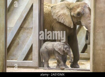 Halle, Allemagne. Dec 11, 2019. Né en septembre, la fille de l'éléphant en halle Zoo est nommé Elani après sa mère Tana dans le boîtier de l'éléphant à son baptême. En fait, un très habillés en costume de l'éléphant devait recevoir le nom de baptême Elani, symboliquement comme le zoo avait annoncé précédemment. La raison en était que le bébé était encore très attaché à sa mère et ne devrait pas être baptisé à l'extérieur à cause de la météo. Mais le zoo a décidé de baptiser sans extras. Crédit : Jan Woitas/dpa-Zentralbild/dpa/Alamy Live News Banque D'Images