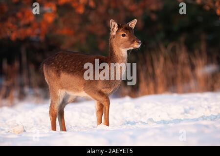 Faon de daim marcher dans la neige sur une prairie en hiver Banque D'Images