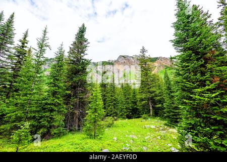 Vue grand angle de végétation luxuriante forêt de pins sur Conundrum Creek Trail à Aspen, Colorado dans l'été 2019 avec ciel nuageux Banque D'Images