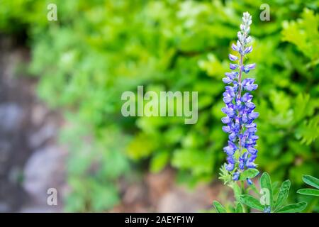 Gros plan macro de lupin bleu fleurs dans petit jardin à Snowmass Village à Aspen, Colorado avec profondeur de champ à l'arrière-plan flou Banque D'Images