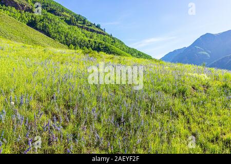 Domaine de la prairie de fleurs de lupin bleu pourpre fleurs sauvages dans la région de Bells marron à Aspen, Colorado Banque D'Images
