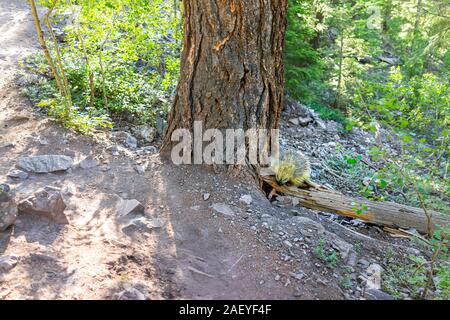 Maroon Bells Crater Lake trail sentier à Aspen, Colorado de la forêt et un animal sauvage de la faune porcupine Banque D'Images