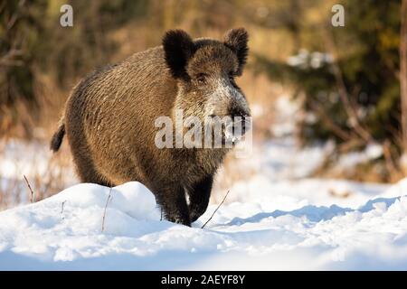 Sanglier difficiles d'exécution sur une prairie enneigée recouverts de neige en hiver. Banque D'Images