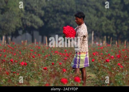 Dhaka, Bangladesh. Dec 12, 2019. Un agriculteur vu à roses culture Savar, un petit village près de à Dhaka.Rose production est une entreprise de l'avant en fleurs du jour de la Victoire, journée internationale de la langue maternelle et de la saison du printemps où les gens utilisent les fleurs au Bangladesh. Les agriculteurs ont augmenté à Savar sont très occupés à la préparation de ces événements. Crédit : Le Sultan Mahmud Mukut SOPA/Images/ZUMA/Alamy Fil Live News Banque D'Images